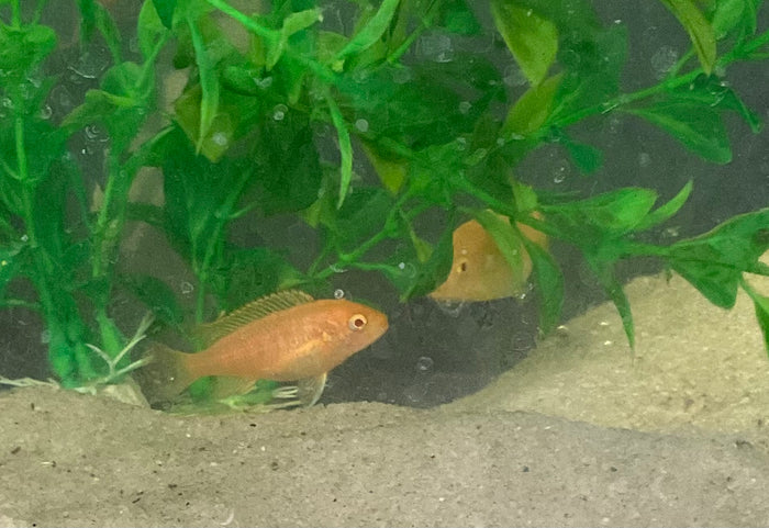 Albino Katale Island (Labeotropheus fuelleborni)
