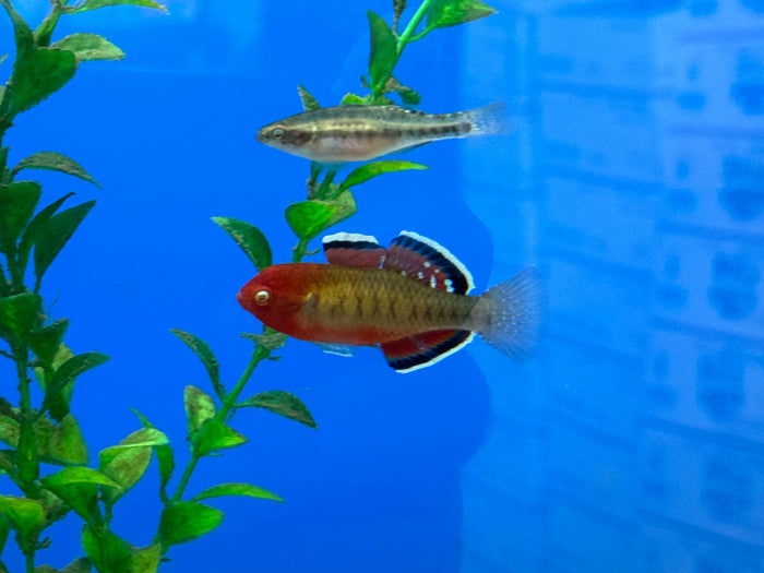 Empire Gudgeon (Hypseleotris compressa)