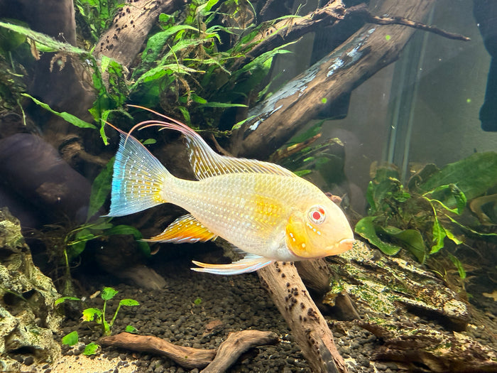 Albino Threadfin Acara (Acarichthys heckelii)
