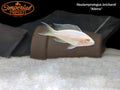 Albino Brichardi Cichlid (Neolamprologus brichardi)