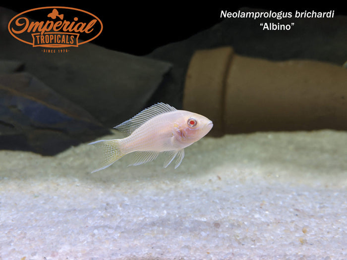 Albino Brichardi Cichlid (Neolamprologus brichardi)