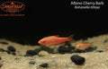 Albino Cherry Barb (Rohanella titteya)