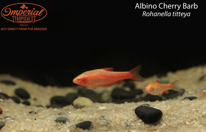 Albino Cherry Barb (Rohanella titteya)