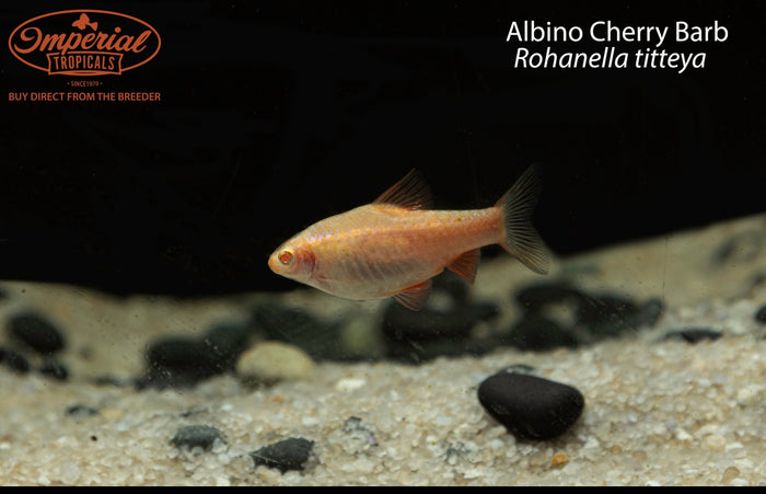 Albino Cherry Barb (Rohanella titteya)