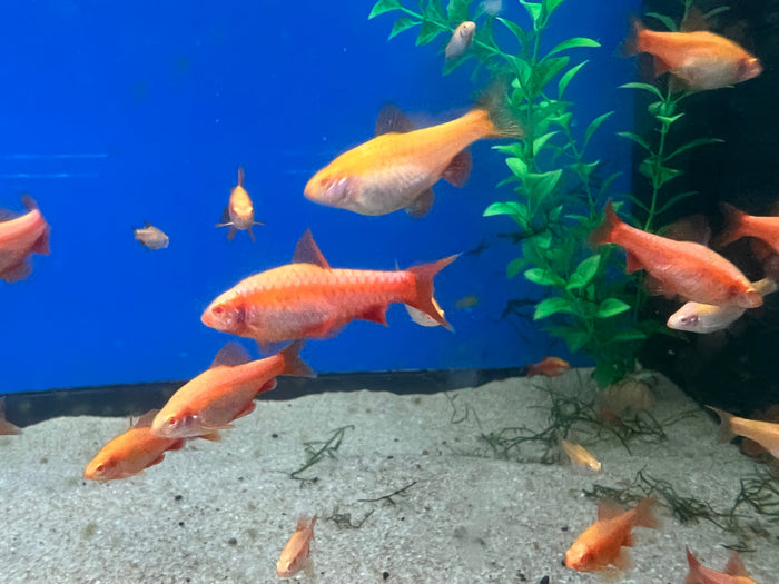 Albino Cherry Barb (Rohanella titteya)