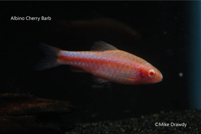 Albino Cherry Barb (Puntius titteya) - Imperial Tropicals