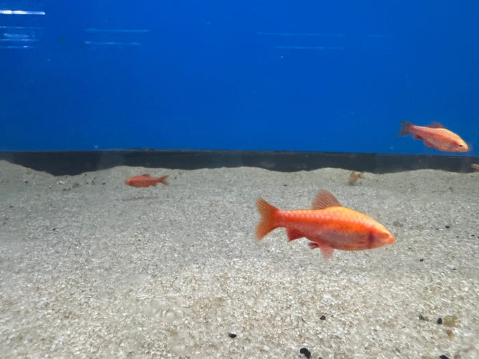 Albino Cherry Barb (Rohanella titteya)
