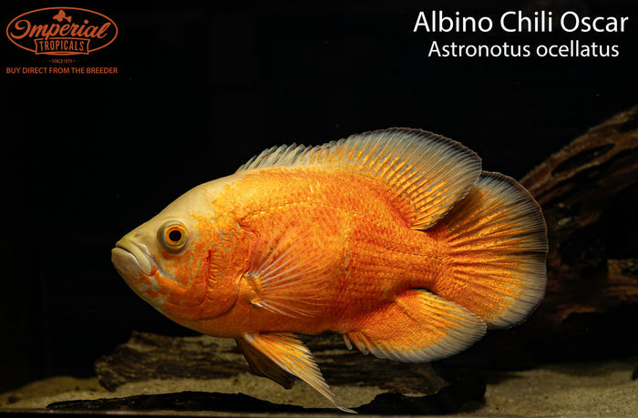 Albino Chili Red Oscar (Astronotus ocellatus)