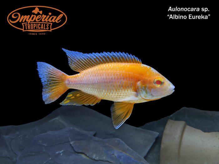 Albino Eureka Peacock (Aulonocara sp. "Eureka")