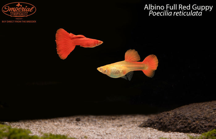 Albino Full Red Guppy (Poecilia reticulata)