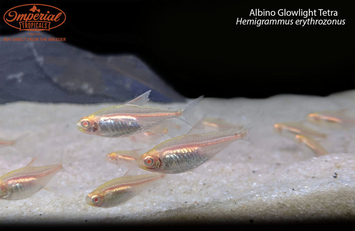 Albino Glowlight Tetra (Hemigrammus erythrozonus)