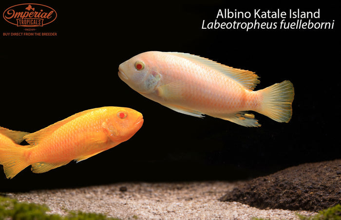 Albino Katale Island (Labeotropheus fuelleborni)