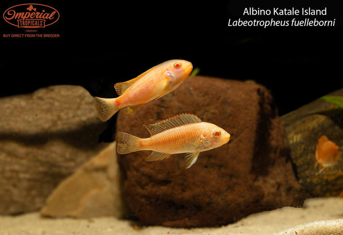 Albino Katale Island (Labeotropheus fuelleborni)