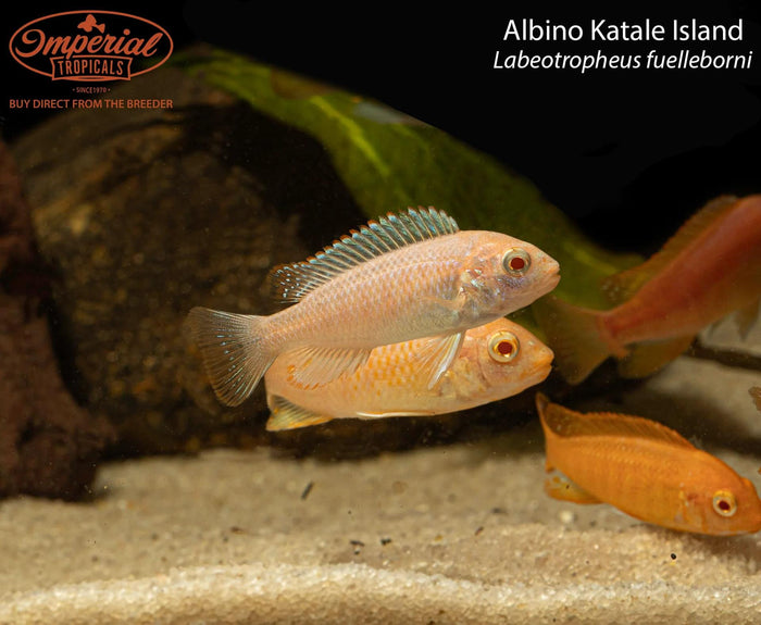 Albino Katale Island (Labeotropheus fuelleborni)