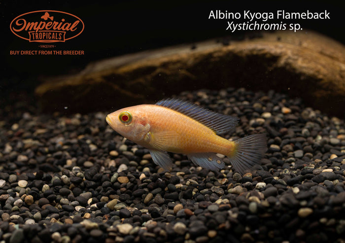 Albino Kyoga Flameback (Xystichromis sp.)
