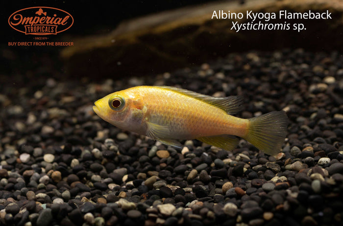 Albino Kyoga Flameback (Xystichromis sp.)
