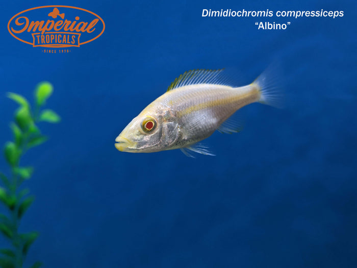Albino Malawi Eyebiter (Dimidiochromis compressiceps)