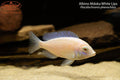 Albino Mdoka White Lips (Placidochromis phenochilus)