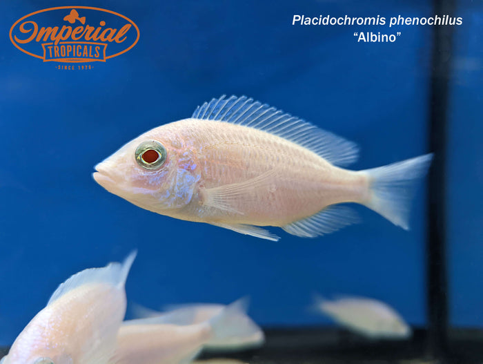 Albino Mdoka White Lips (Placidochromis phenochilus)