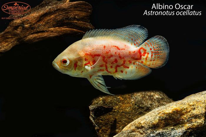 Albino Oscar (Astronotus ocellatus)