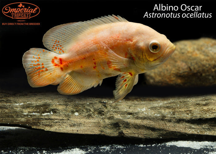 Albino Oscar (Astronotus ocellatus)