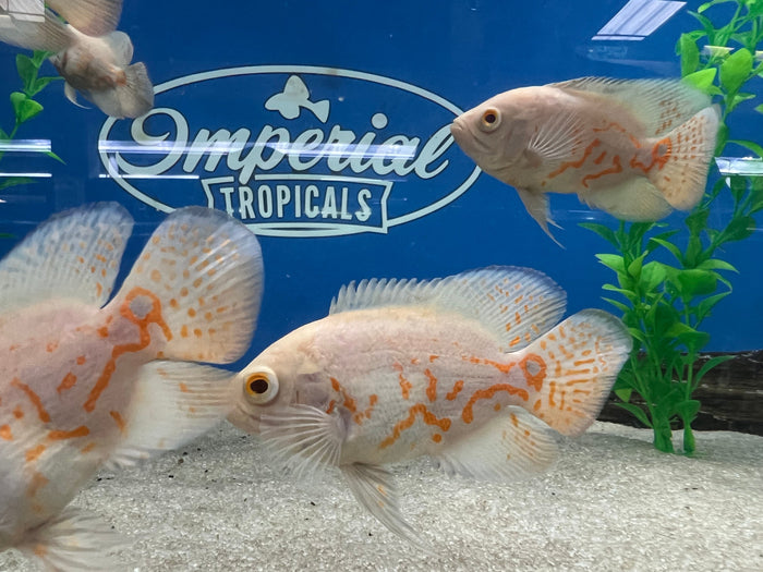 Albino Oscar (Astronotus ocellatus)
