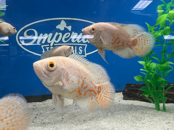 Albino Oscar (Astronotus ocellatus)