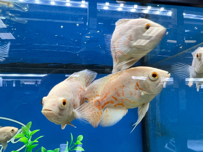Albino Oscar (Astronotus ocellatus)