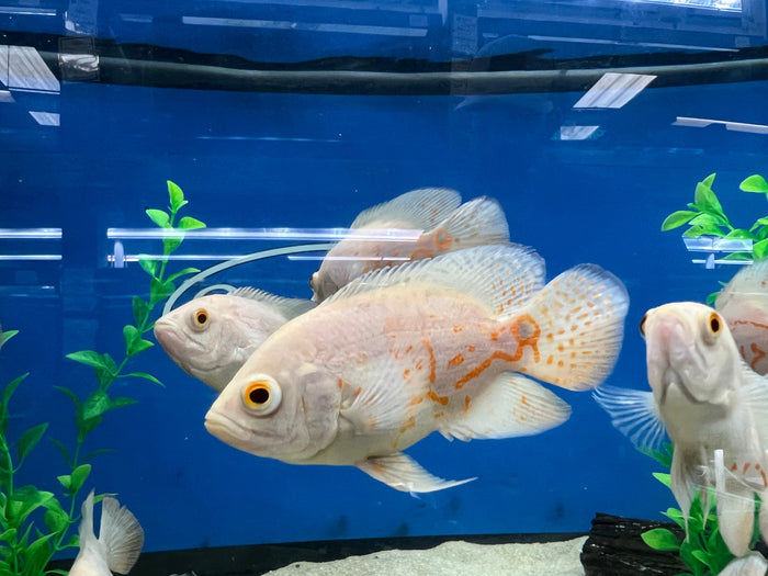 Albino Oscar (Astronotus ocellatus)