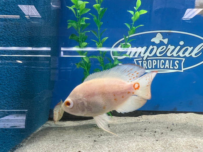 Albino Oscar (Astronotus ocellatus)