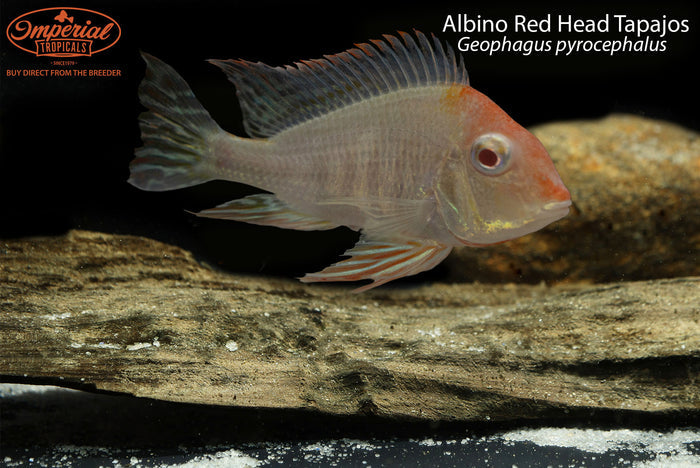 Albino Red Head Tapajos (Geophagus pyrocephalus)