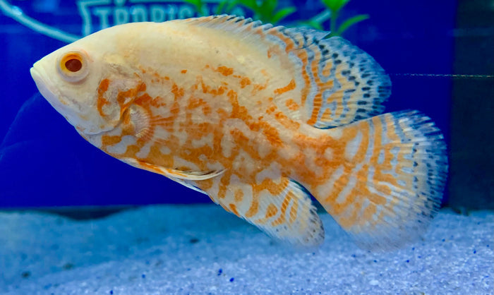 Albino Red Tiger Oscar (Astronotus ocellatus)