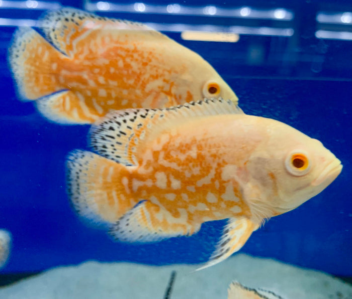 Albino Red Tiger Oscar (Astronotus ocellatus)