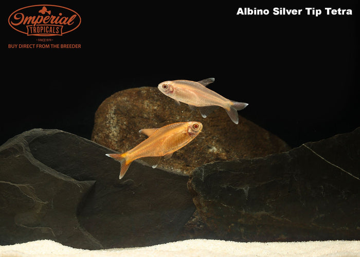 Albino Silver Tip Tetra (Hasemania nana)