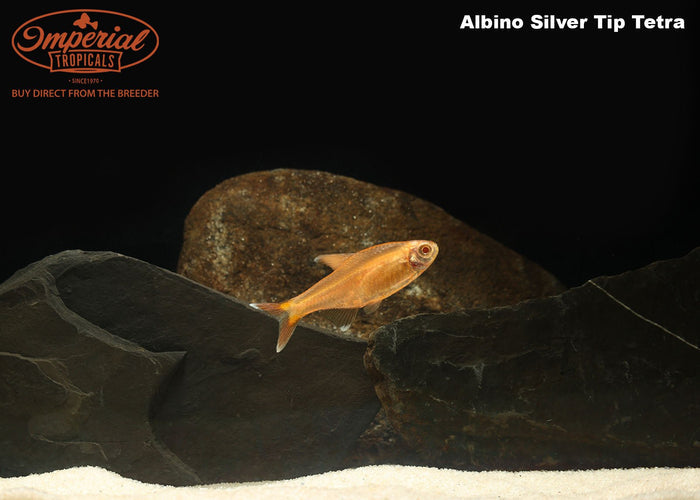 Albino Silver Tip Tetra (Hasemania nana)