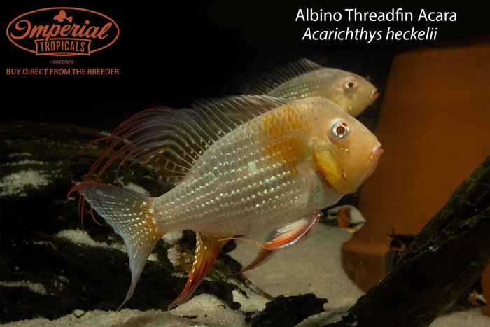 Albino Threadfin Acara (Acarichthys heckelii)