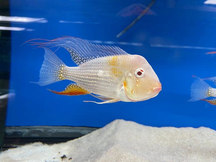 Albino Threadfin Acara (Acarichthys heckelii)