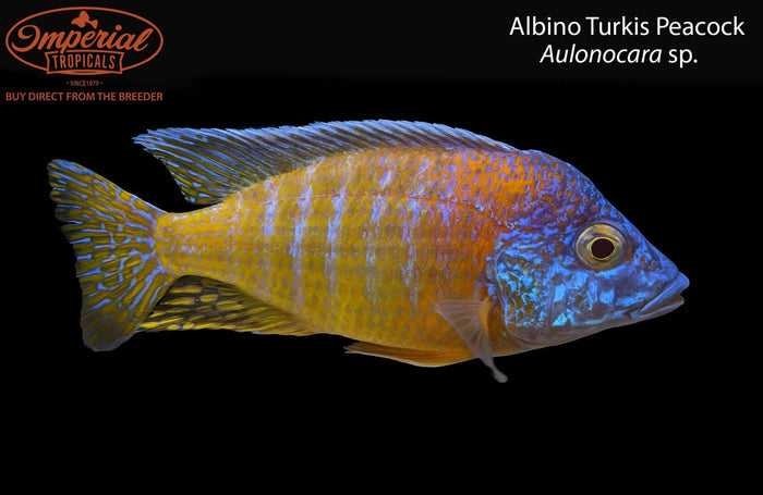 Albino Turkis Peacock (Aulonocara sp.)