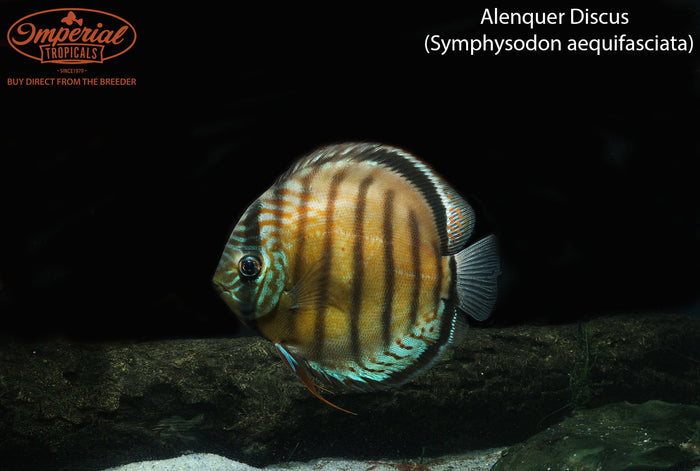 Alenquer Discus (Symphysodon aequifasciata)