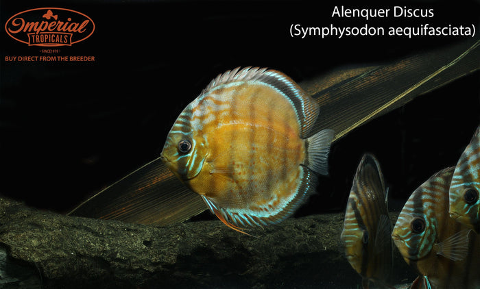 Alenquer Discus (Symphysodon aequifasciata)