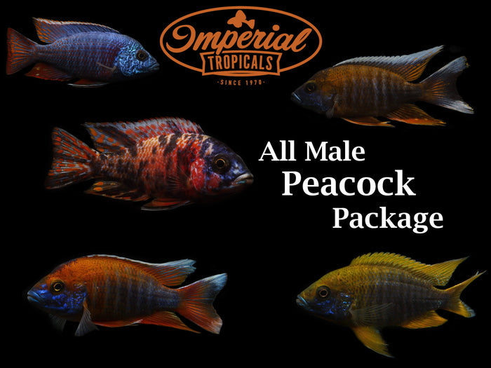 All Male Peacock Cichlid Package (Aulonocara sp.)