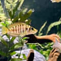 Altolamprologus compressiceps "Kagunga Red Fin"