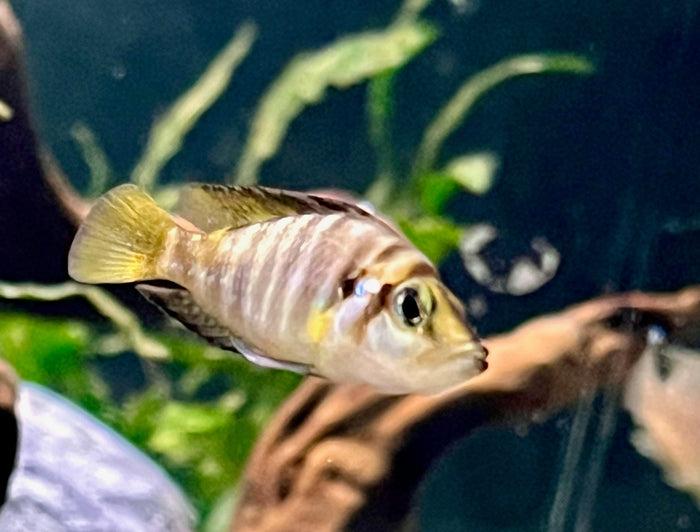 Altolamprologus compressiceps "Kagunga Red Fin"