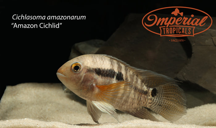 Amazon Cichlid (Cichlasoma amazonarum)