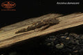 Ancistrus damasceni