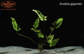 Anubias gigantea