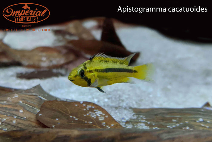 Apistogramma cacatuoides