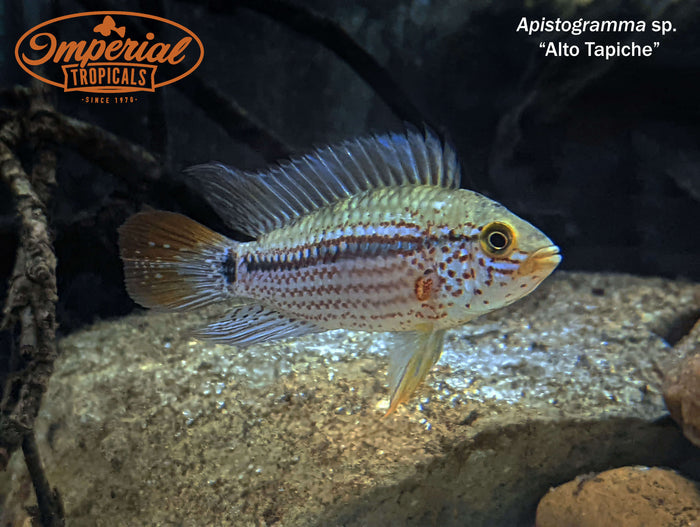 Apistogramma sp. Alto Tapiche