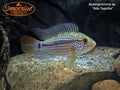 Apistogramma sp. Alto Tapiche