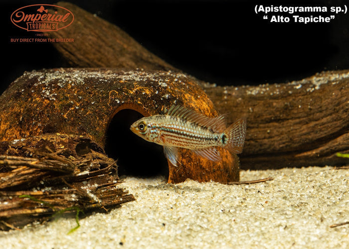 Apistogramma sp. Alto Tapiche